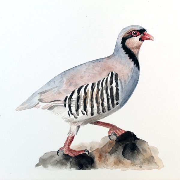 Nature's Still Life: Framed Watercolour of a Partridge