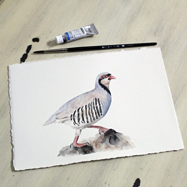 Nature's Still Life: Framed Watercolour of a Partridge - Image 10