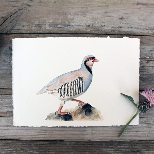 Nature's Still Life: Framed Watercolour of a Partridge - Image 11