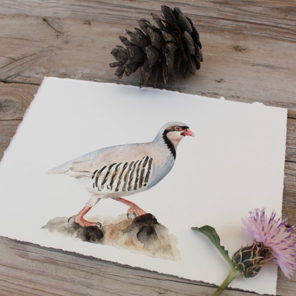 Nature's Still Life: Framed Watercolour of a Partridge - Image 12
